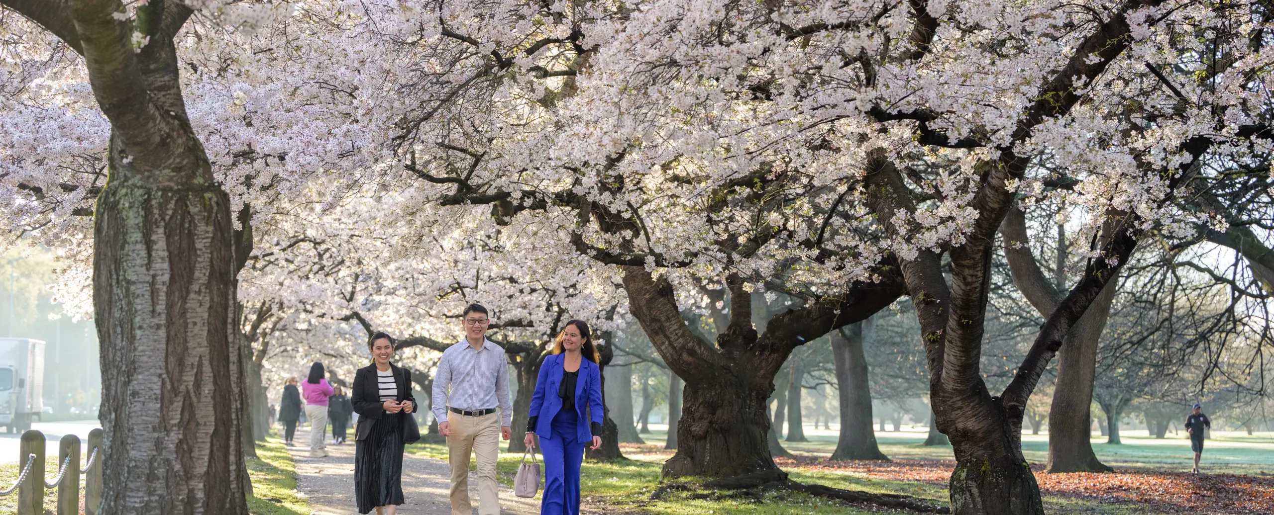 689492 cherry blossoms at hagley park (1)